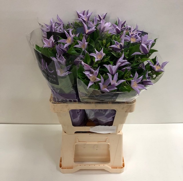 Clematis star river.jpg